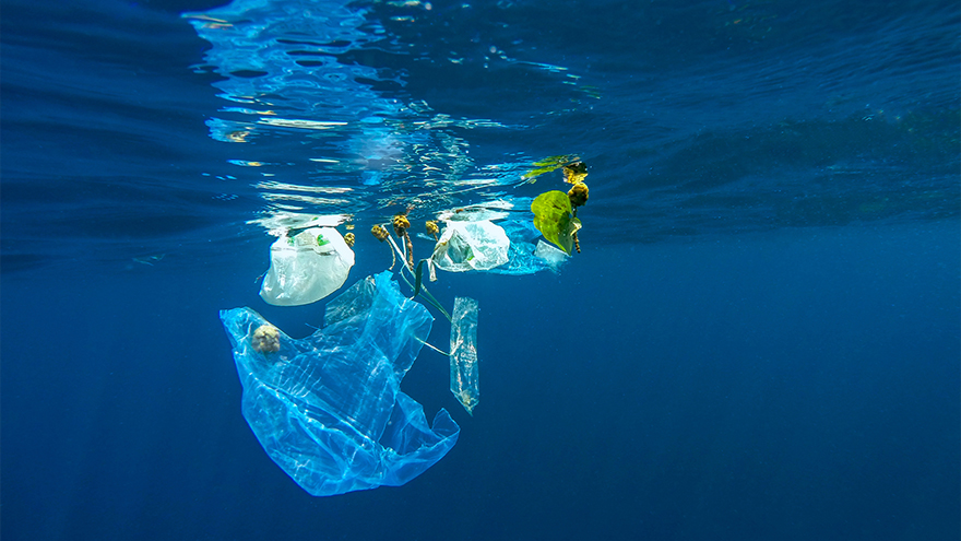 Say goodbye to single use plastic bags - IN THE NEXT SIX MONTHS!