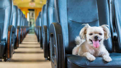 Can You Take Dogs on a Train: Ultimate Travel Guide