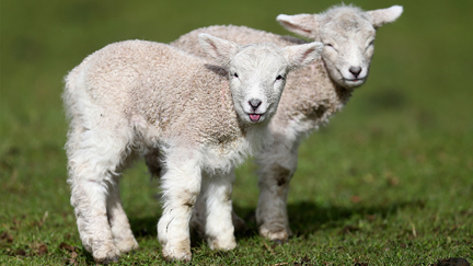 Meet the sheep with a mullet!