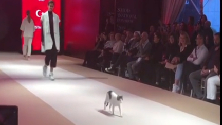 The crack up cat that crashes a fashion show in Turkey