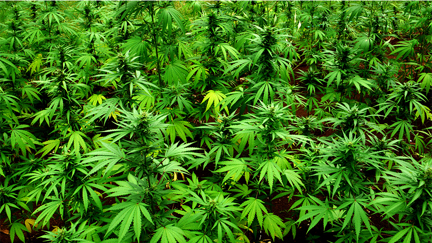 Kiwis could soon be able to grow and buy cannabis legally - latest government announcement
