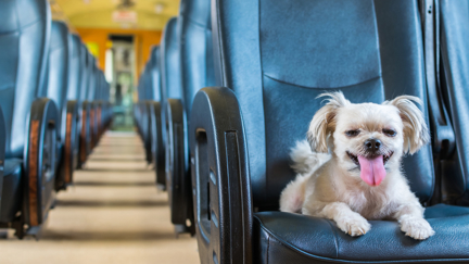 Aucklanders! You'll be able to take your dogs on trains soon